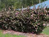 Camellia sasanqua 'Jennifer Susan' POS photo