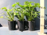 Buy Vertical garden plants