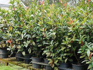 Advanced Photinia 'Red Robin' on special